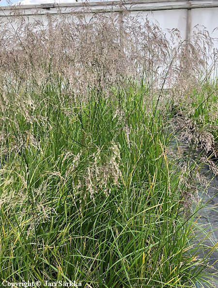 Deschampsia cespitosa 'Bronzeschleier', nurmilauha